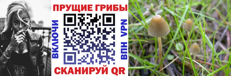 Галлюциногенные грибы Magic Shrooms Тамбов